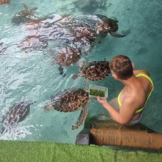 A person feeding sea turtles in a clear water enclosure. 5