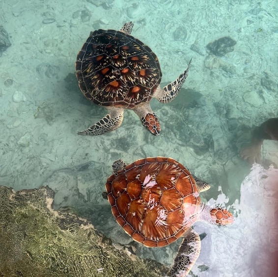 Picture 10 for Activity Zanzibar: Salaam Cave and Turtle Swimming Tour 3