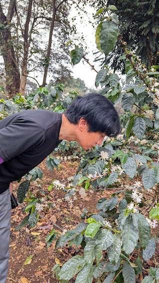 A person inspecting plants with white flowers in a garden. 3