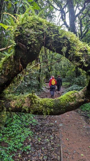 Picture 18 for Activity Kilimanjaro Day Hike via Machame Route 2