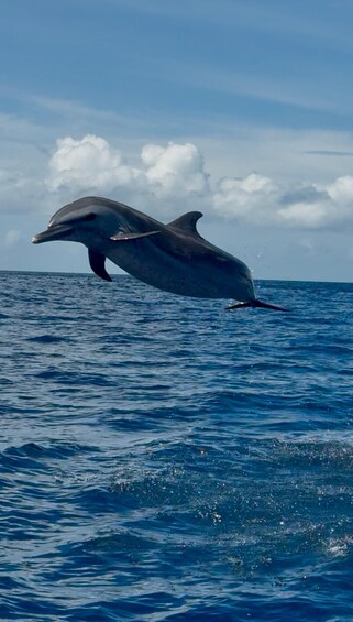Picture 4 for Activity Martinique: Dolphin Watching and Snorkeling 5