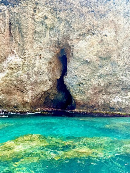 Picture 9 for Activity Martinique: Dolphin Watching and Snorkeling 4