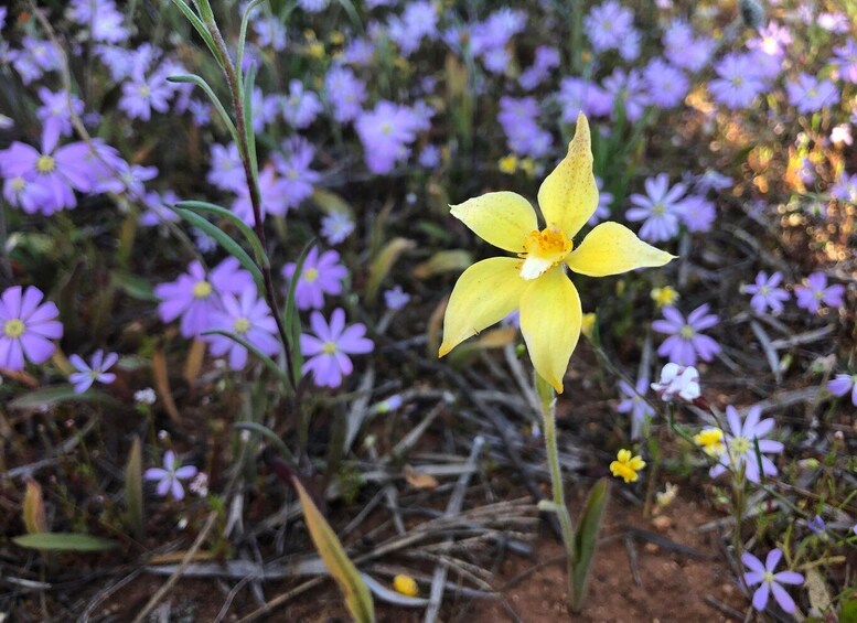 A field of purple flowers with a single yellow flower in the foreground. 2