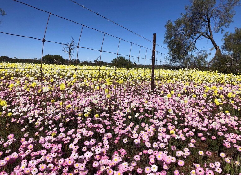 A field of pink and yellow flowers with a barbed wire fence in the background. 3