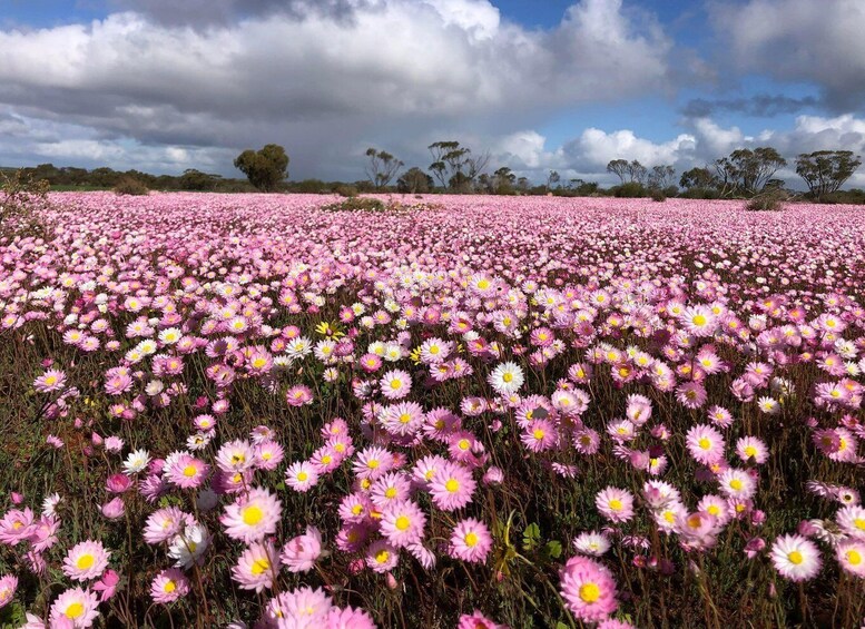A field of pink and white flowers under a cloudy sky. 4