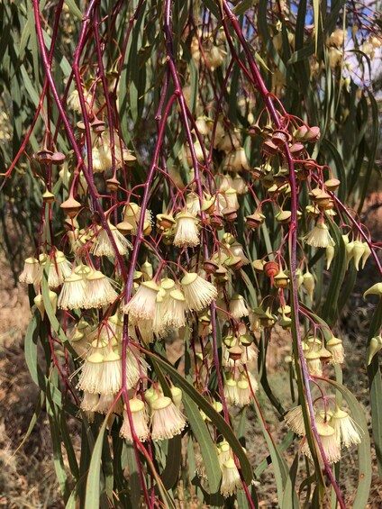 A plant with hanging yellow flowers and red stems. 5