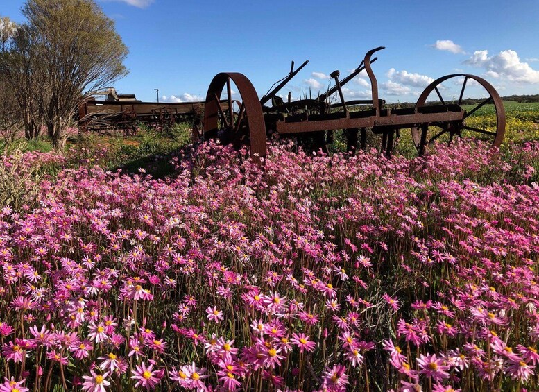 A field of pink flowers with a rusted metal structure in the background. 1