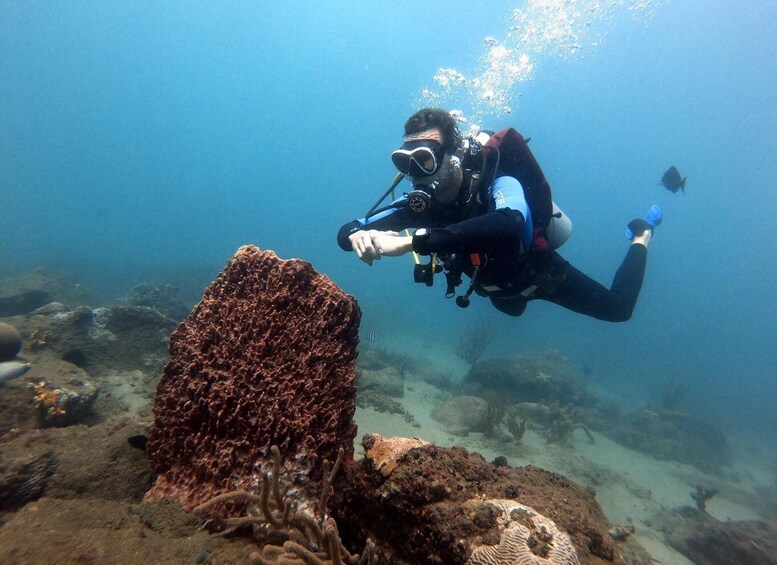 A diver exploring a coral reef with a large coral formation. 5