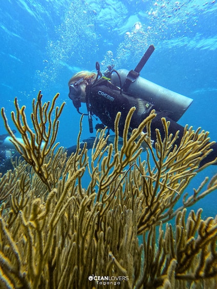 A diver with a Cressi brand tank and regulator, surrounded by coral. 2