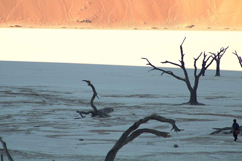 A barren landscape with dead trees and a person walking. 2
