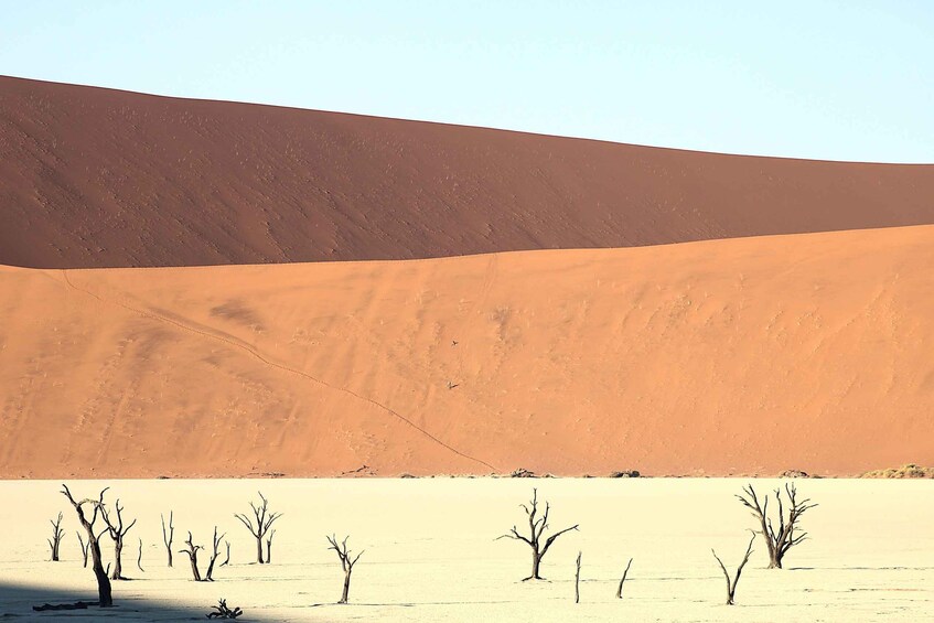 A desert landscape with sand dunes and sparse vegetation. 5