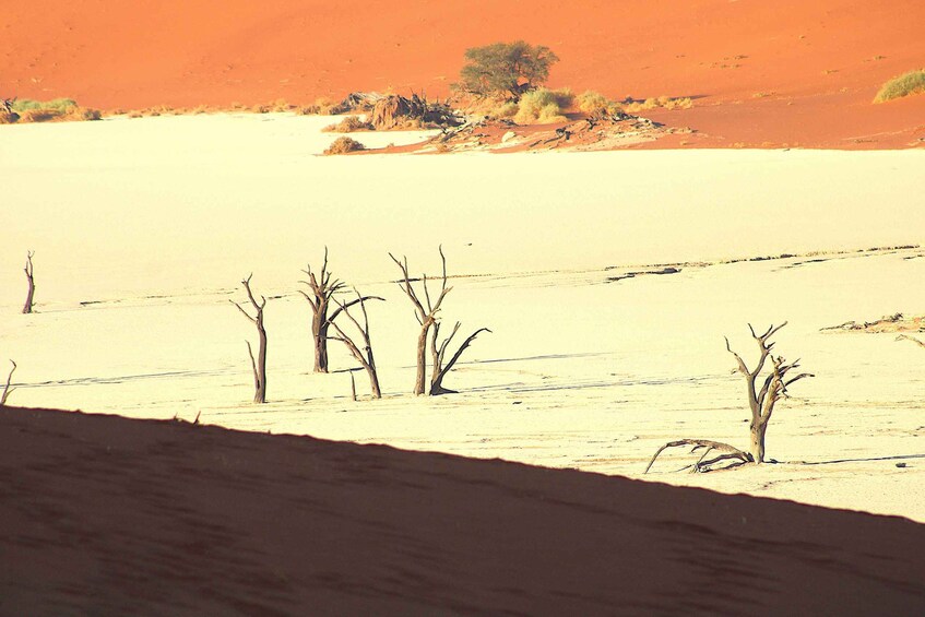 A desert landscape with sparse vegetation and a prominent tree in the distance. 3