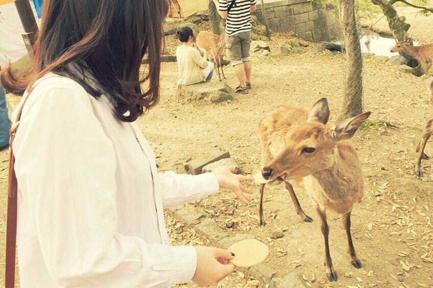 A person feeding a deer in a natural setting with trees and other deer in the background. 5