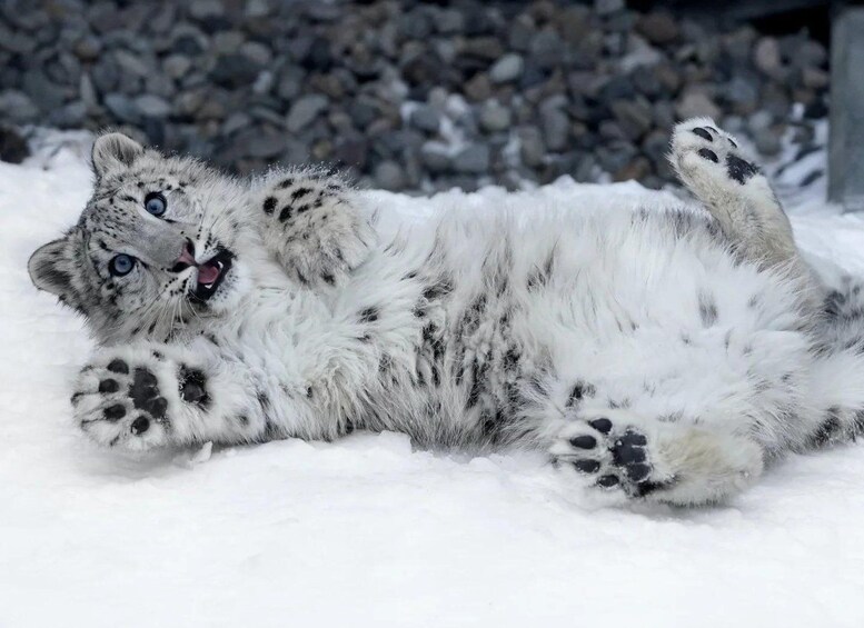 Picture 8 for Activity Sapporo: Hokkaido Asahiyama Zoo,Shikisai-no-Oka & Snowmobile 5