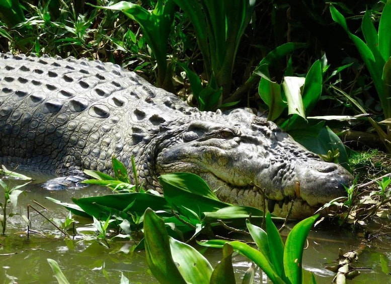 A crocodile resting in a water body surrounded by green vegetation. 1