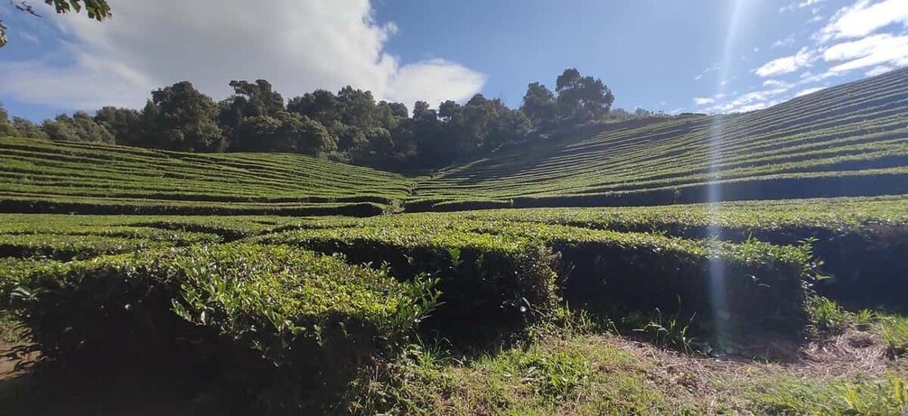 Terraced tea fields under a clear sky. 3