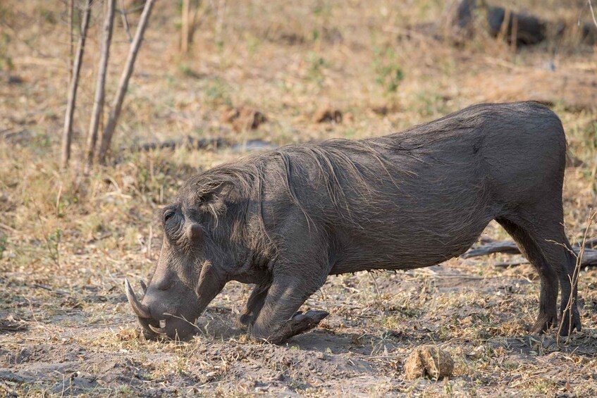 A warthog in a dry, grassy savannah. 3