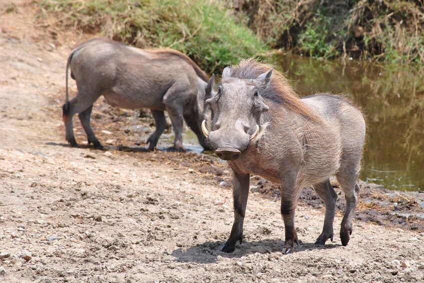 Two warthogs standing on a dirt path near a water body. 5