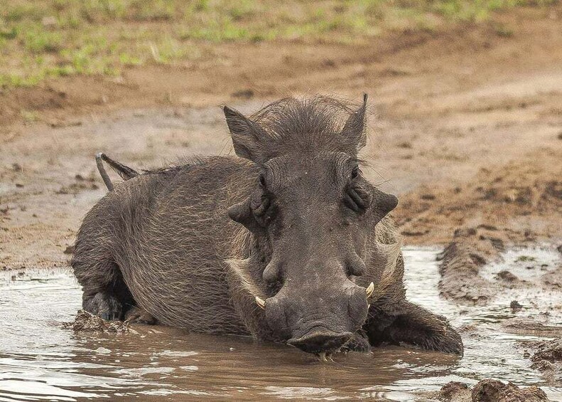 A warthog partially submerged in muddy water. 1