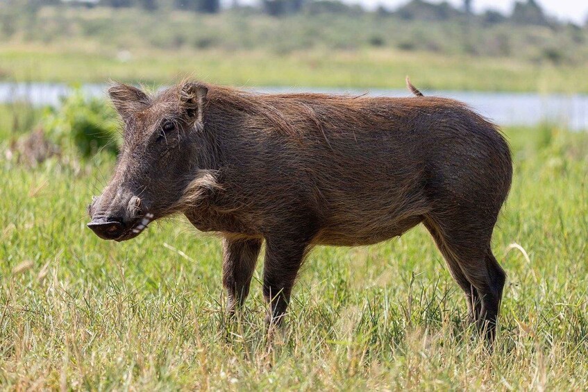 A wild boar standing in a grassy field with a body of water in the background. 4