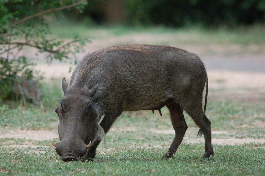 A wild boar grazing in a grassy area. 2