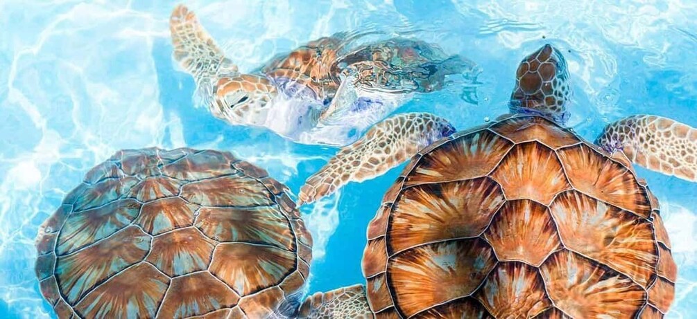 From Colombo/Negombo: Galle, Madu River, and Turtle Hatchery 1