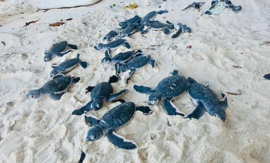 Baby sea turtles on a sandy beach. 5