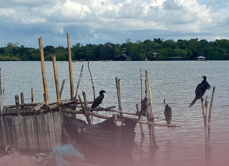 Picture 5 for Activity From Colombo/Negombo: Galle, Madu River, and Turtle Hatchery 4
