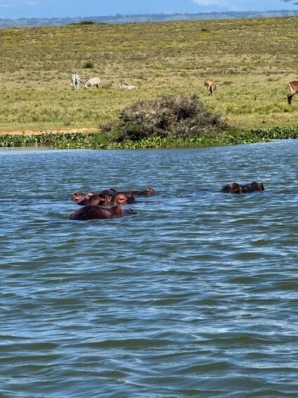 A group of hippos in a water body with zebras grazing on a grassy field in the background. 4