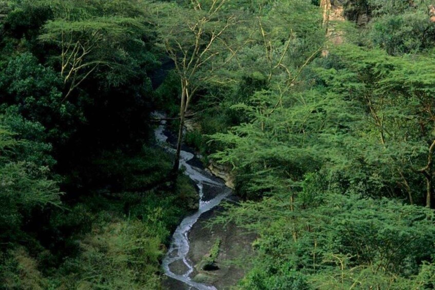 A winding river through a dense forest. 1