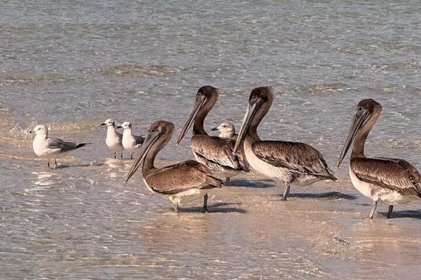 4 Hour Anna Maria Island Snorkeling and Sandbar Tour 3