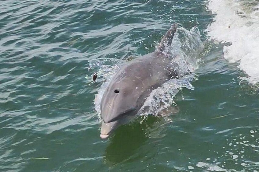 4 Hour Anna Maria Island Snorkeling and Sandbar Tour 4