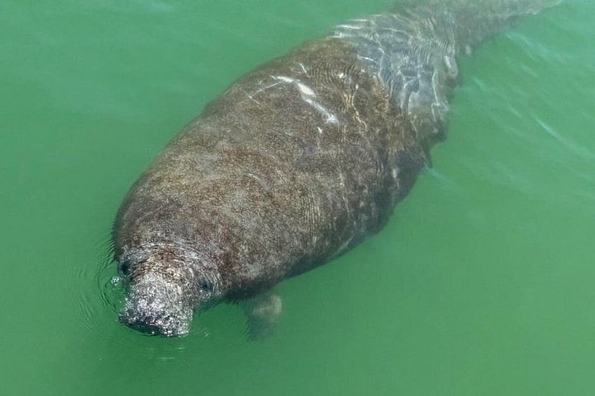 4 Hour Anna Maria Island Snorkeling and Sandbar Tour 3