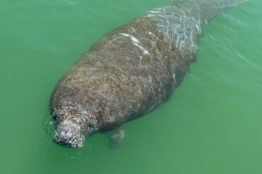 4 Hour Anna Maria Island Snorkeling and Sandbar Tour 5
