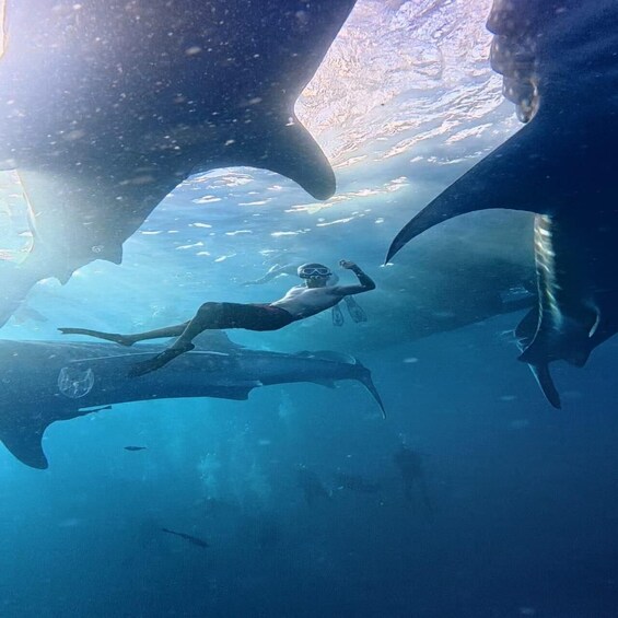 Picture 1 for Activity from lombok;Sharing trips 2D1N Whale Shark With Snorkeling 3