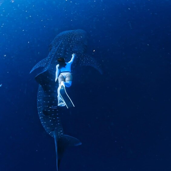 Picture 12 for Activity Lombok: 2-Day Shared Whale Shark Adventure in Saleh Bay 2