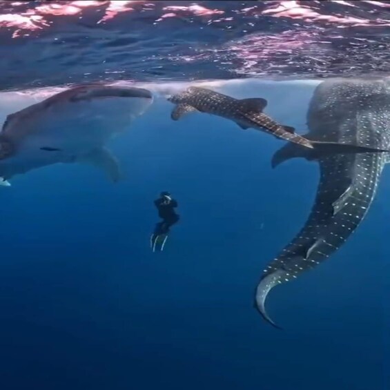 Picture 9 for Activity from lombok;Sharing trips 2D1N Whale Shark With Snorkeling 5