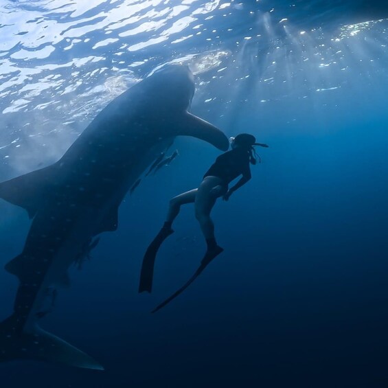 Picture 11 for Activity Lombok: 2-Day Shared Whale Shark Adventure in Saleh Bay 3