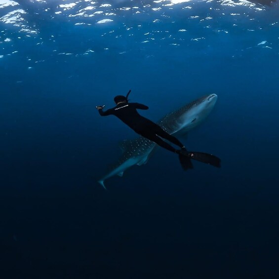 Picture 10 for Activity Lombok: 2-Day Shared Whale Shark Adventure in Saleh Bay 4