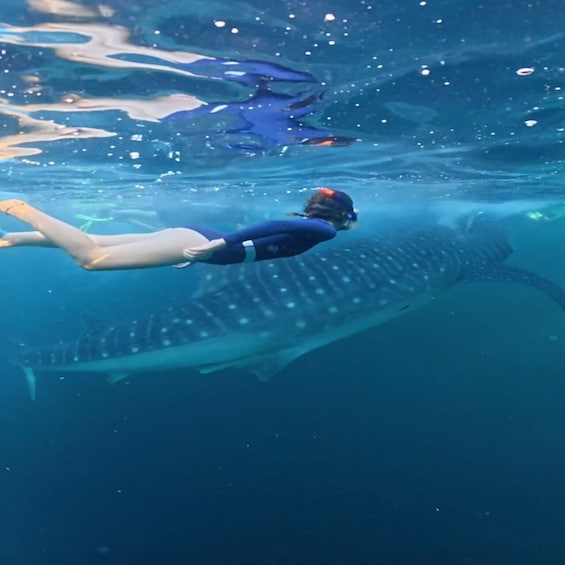 Picture 1 for Activity from lombok;Sharing trips 2D1N Whale Shark With Snorkeling 2