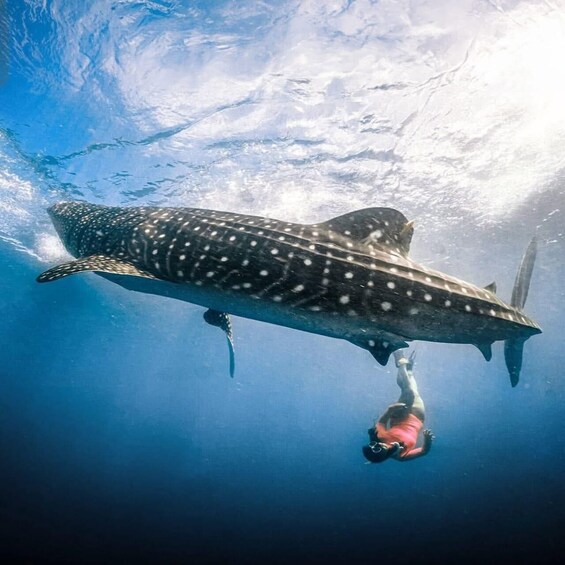 from lombok;Sharing trips 2D1N Whale Shark With Snorkeling 2
