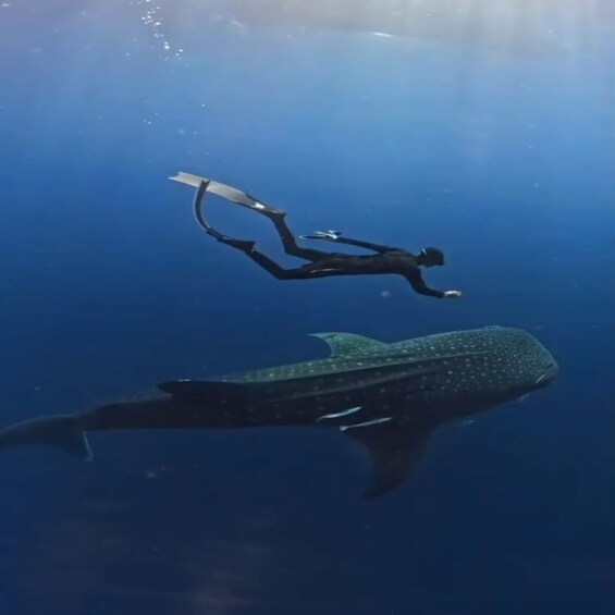 Picture 8 for Activity from lombok;Sharing trips 2D1N Whale Shark With Snorkeling 4