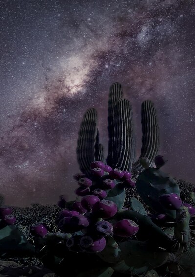 A cactus with purple fruits against a starry night sky. 3