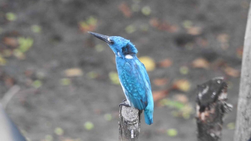 Picture 1 for Activity West Bali: 2-Hour Bird Watching Tour in the National Park 3