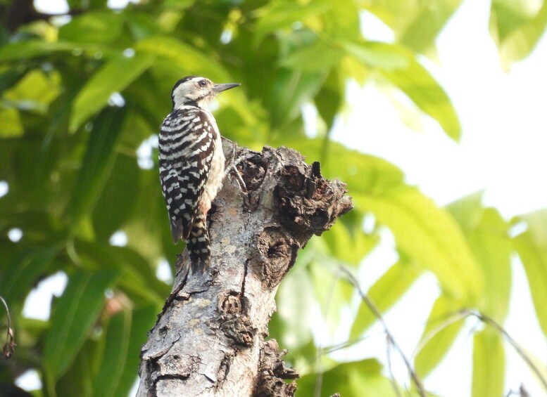 West Bali: 2-Hour Bird Watching Tour in the National Park 1