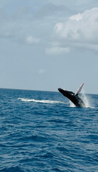 A whale breaching the ocean surface. 5
