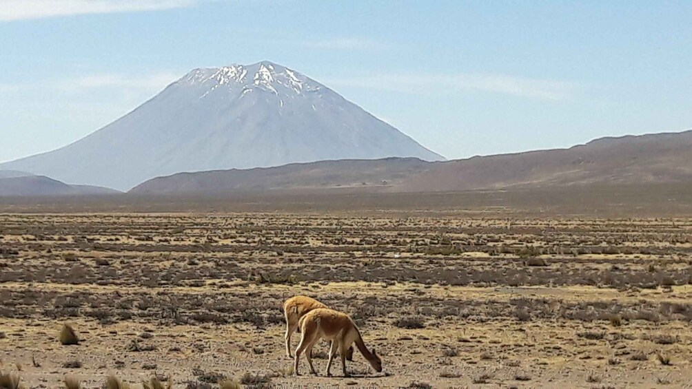Picture 6 for Activity From Arequipa: Colca Canyon Tour Full day with Puno Transfer 5