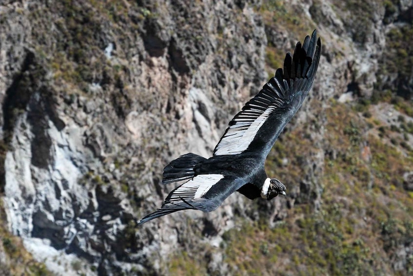 Picture 10 for Activity From Arequipa: Colca Canyon Tour Full day with Puno Transfer 4