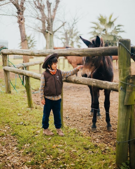 A child petting a horse in a fenced area with trees and a palm tree in the background. 1
