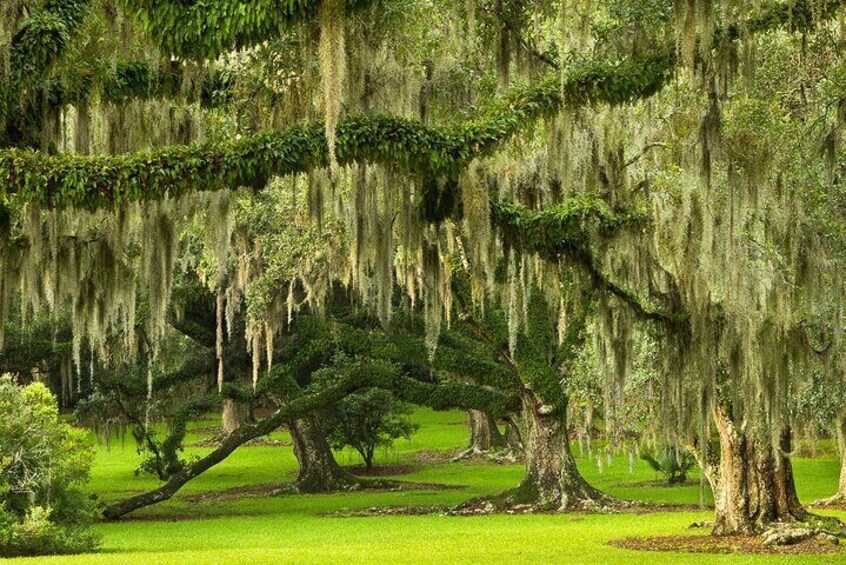 Avery Island Experience- Tabasco & Jungle Gardens Self-guided tour